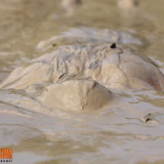 FOXY: Into the mud ....
