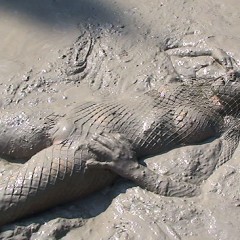 FOXY: Video fishnet and total mud