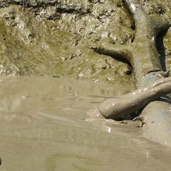 FOXY: Lydia fully immersed in mud