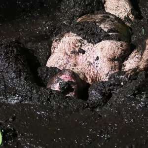 Stella: Stella finds 3 increasingly muddy spots in the woods.