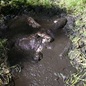 Stella: Stella finds 3 increasingly muddy spots in the woods.