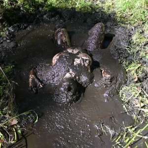 Stella: Stella finds 3 increasingly muddy spots in the woods.