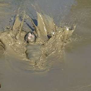 FOXY: amazing video in deep mud