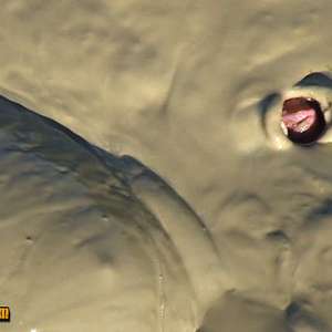 FOXY: amazing video in deep mud