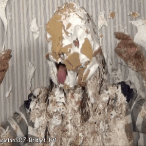 Mr_Pies: Happy Halloween!  Scary or Funny?
