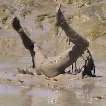 FOXY: A couple play in mud