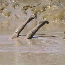 FOXY: A couple play in mud