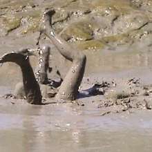 FOXY: A couple play in mud