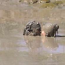 FOXY: A couple play in mud
