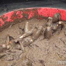 wamfan: Mud Wrestling Video: Victorious!