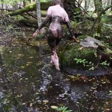 Stella: Stella splashes through forest swamp looking for a mud pit.