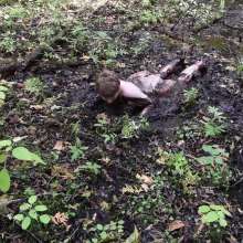 Stella: Stella splashes through forest swamp looking for a mud pit.