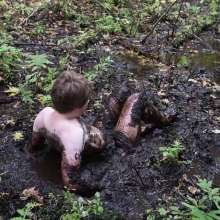 Stella: Stella splashes through forest swamp looking for a mud pit.