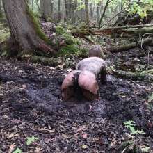 Stella: Stella splashes through forest swamp looking for a mud pit.
