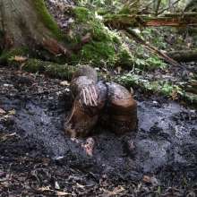 Stella: Stella splashes through forest swamp looking for a mud pit.