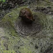 Stella: Going Deep