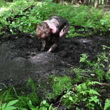 Stella: Going Deep