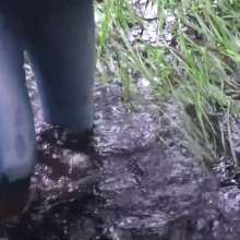 WetandMuddy: Video 43--Purposeful Wandering