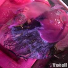 TotallyGunged: Kate Anne plays Dirty Words!