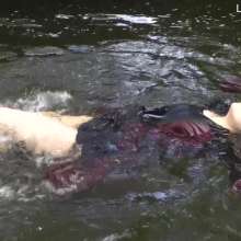DungeonMasterOne: Medieval River Wench