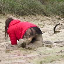 FOXY: video red jacket in mud