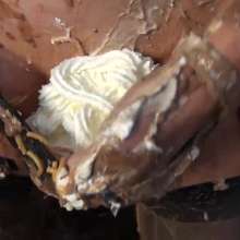WSMProductions: Custard Couple in Messy Marquee Splosh  Slapstick HD