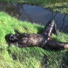 WSMProductions: Dee Is a Very Muddy Dancer