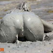 FOXY: Final Vika in full mud