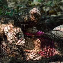 dlodoski: Nothing But Net--Annabelle (photos)