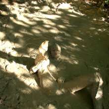 dlodoski: Star, Up Close in the Mud--Images