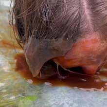 Wamgirlx: Brown Sauce Face Roller