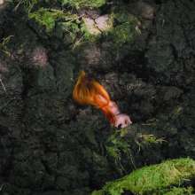QS4Ever: Danger!  Sphagnum!  (Mary Orchid)