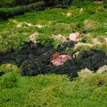 QS4Ever: Danger!  Sphagnum!  (Mary Orchid)