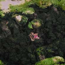 QS4Ever: Danger!  Sphagnum!  (Mary Orchid)