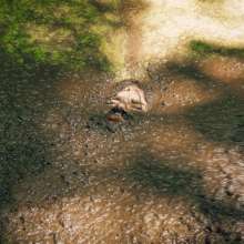 QS4Ever: Don't Step on Duckweed, Angel