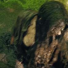 QS4Ever: Don't Step on Duckweed, Angel