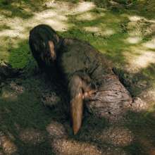 QS4Ever: Don't Step on Duckweed, Angel