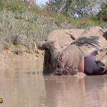 FOXY: In deep mud with red boots.