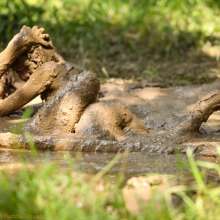 dlodoski: Jazz and Jane on the mud Pole--Photos