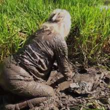 custardcouple: Muddy In Ankle Socks and Grey Slacks
