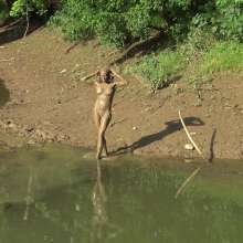 Jayce: Public Displays of Play and Penetration in Mud!