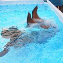 WAM Photography: Maryna Dives for Her Mobile