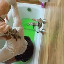 Your Wet Cat: Sticky and Slippery Green Slurry Met Me in My Bath
