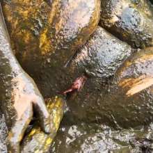 Lyndra Lynn: Swamp Mud Masturbation