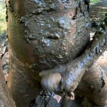 TannerQS: 1 Hour a Mud Slave