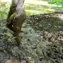 TannerQS: 1 Hour a Mud Slave