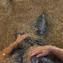 JustJade: Draid: Ruined Jeans in the Jungle Pit!