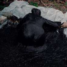 QS4Ever: Luna Lee in Black Tar