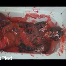 Cutiepied-production: Manolo 8 : Slime Bath