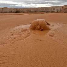 TannerQS: Orange Juice Mud
